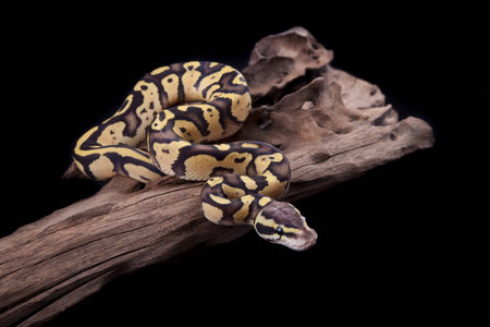 Baby Ball or Royal Python, Firefly morph, on a piece of wood, on a black backgroundの写真素材