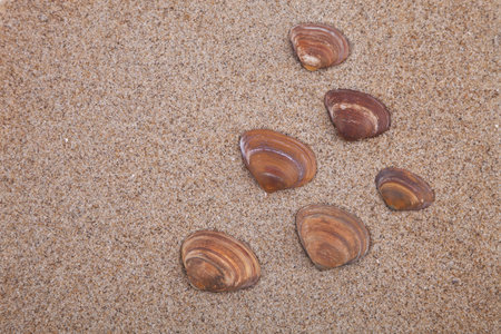 Brown sea shells on sand, shells found on a Dutch beachの写真素材