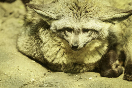 fox