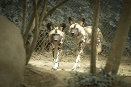 wilddogの写真素材