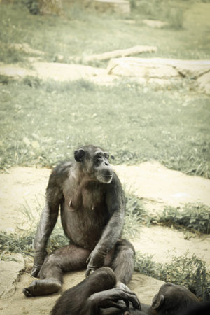 chimpanzeeの写真素材