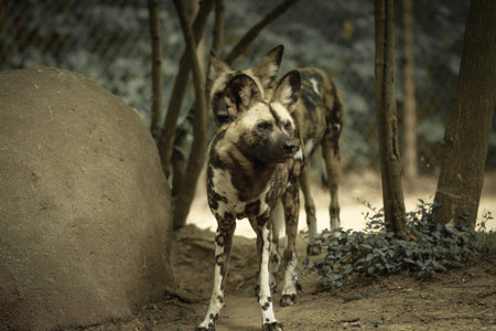 wilddogの写真素材