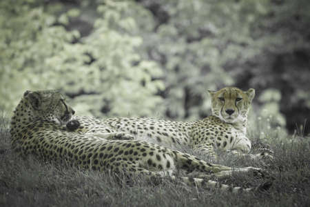 cheetahの写真素材