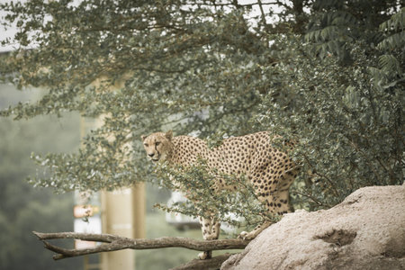 cheetah