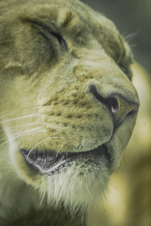 lion