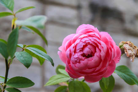 pink roseの写真素材
