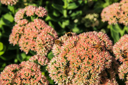 flowersの写真素材