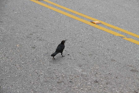 birdsの写真素材