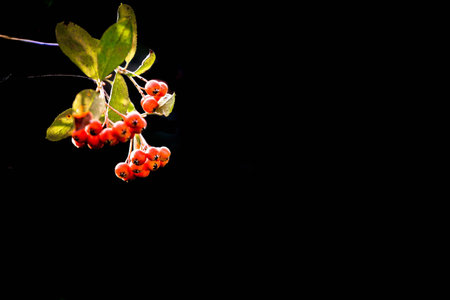 fruits