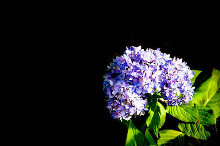 flowersの写真素材