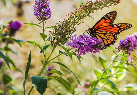 butterflyの写真素材