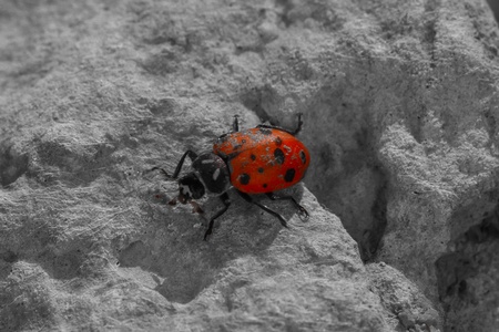 Ladybug