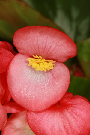natureの写真素材