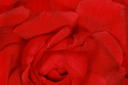 red roseの写真素材
