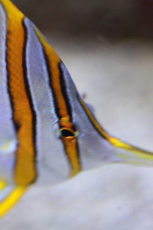 buttterfly fish
