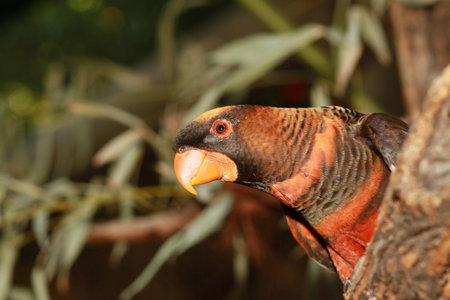 birdsの写真素材