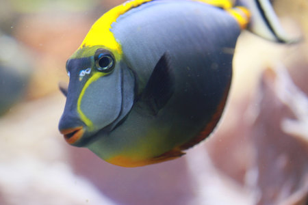 fish