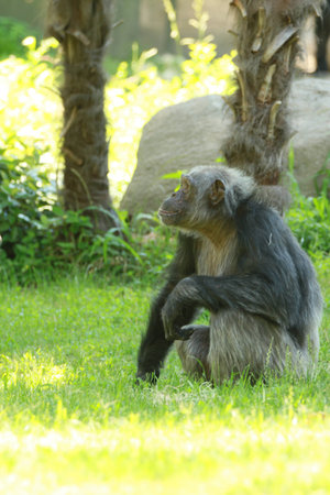 chimpの写真素材