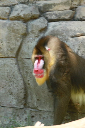 bamboon