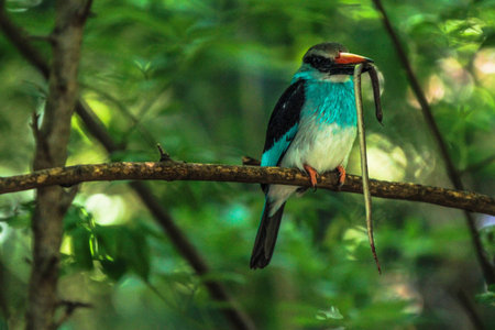 Kingfisherの写真素材