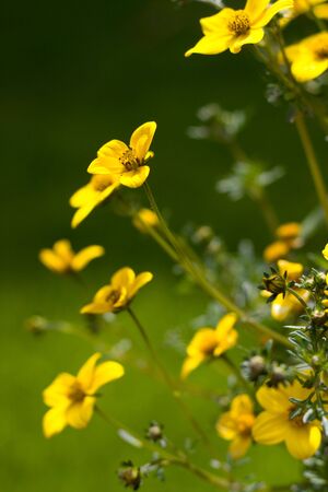 Yellow flowers in gardenの写真素材