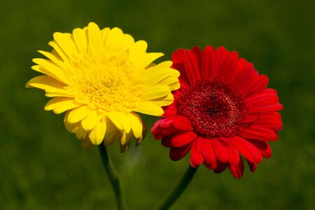 Red and yellow gerbera flower against green blur backgroundの写真素材