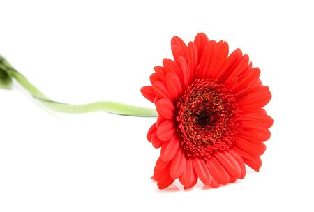 Red gerbera flower lying on white backgroundの写真素材