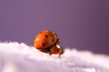 two ladybird in love, macro on pinkの写真素材
