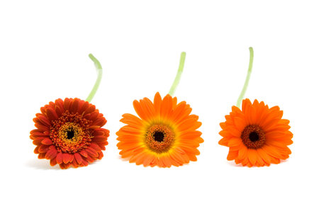 Three orange colored Gerber side by side, isolated on white backgroundの写真素材