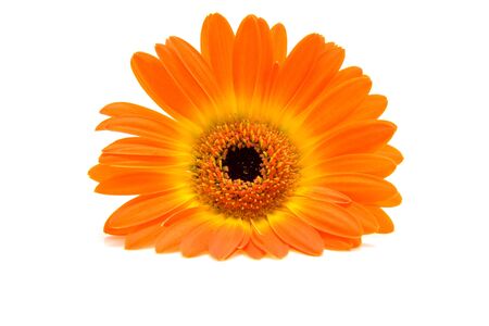 Oner orange Gerber in closeup over white backgroundの写真素材