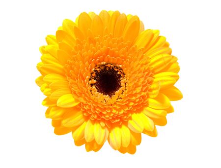 Yellow gerber flower in closeup over white backgroundの写真素材