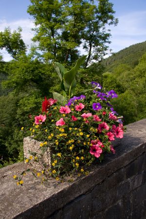 Pot with all kind of different plants and Petunia flowers on sunny dayの写真素材