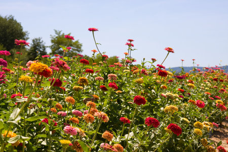 Beautiful colorful dahlia outdoors in fieldの写真素材