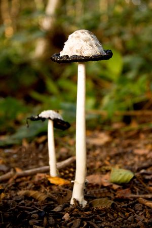 Shaggy Mane inky cap mushrooms closeup in forest の写真素材