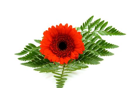 red Gerber flower in closeup on leaf over white backgroundの写真素材