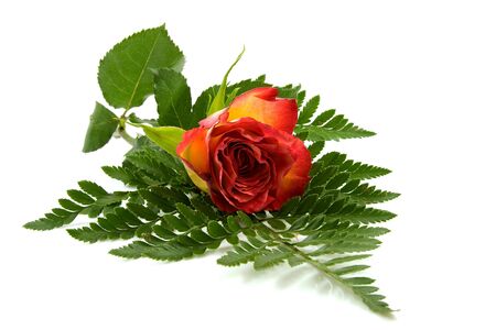 red rose flower in closeup on leaf over white backgroundの写真素材