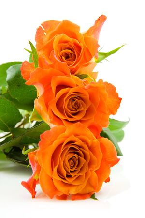 three stacked orange roses in closeup over white backgroundの写真素材