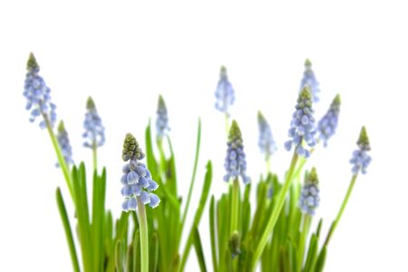 Muscari botryoides also known as blue grapes flowers isolated on white backgroundの写真素材