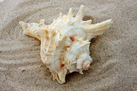 beautiful shell on the beach
