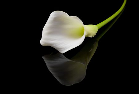 beautiful white Calla lilly over black backgroundの写真素材