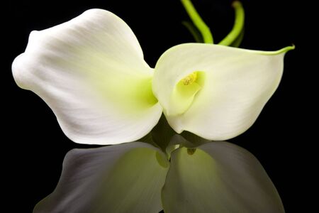 Beautiful white Calla lillies with mirroring over black backgroundの写真素材