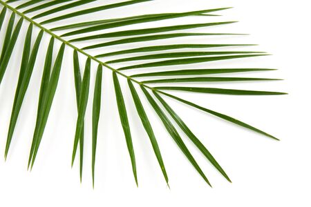 One green palm leaf over white backgroundの写真素材