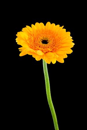 Yellow Gerber flower on stem  isolated on black backgroundの写真素材
