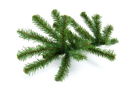 Bare twig from christmas tree isolated on white backgroundの写真素材