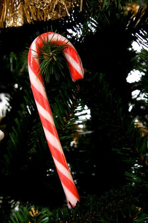 red and white Christmas candy cane in treeの写真素材