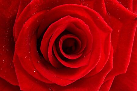 red rose with waterdrops in closeupの写真素材