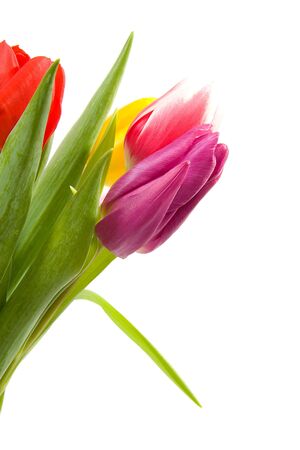 Typical colored Dutch tulips over white backgroundの写真素材