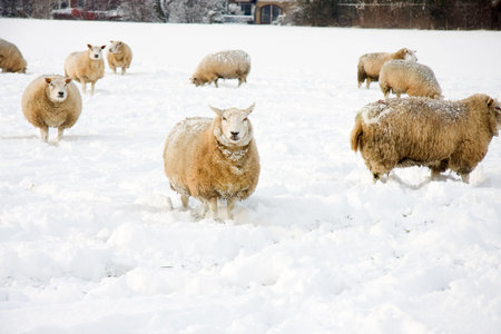 Sheeps in the snow on a meadow in the Netherlandsの写真素材