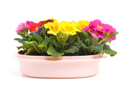 Colorful Primula flowers in pink pot isolated on white backgroundの写真素材