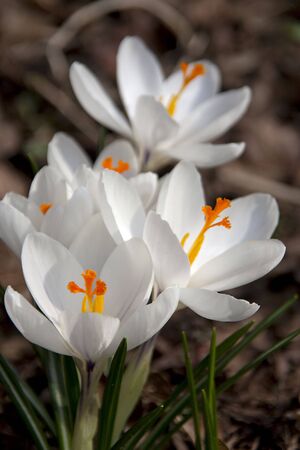 closeup of White spring crocus flower in forrestの写真素材